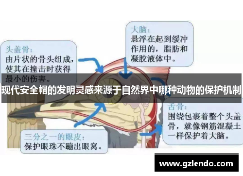 现代安全帽的发明灵感来源于自然界中哪种动物的保护机制